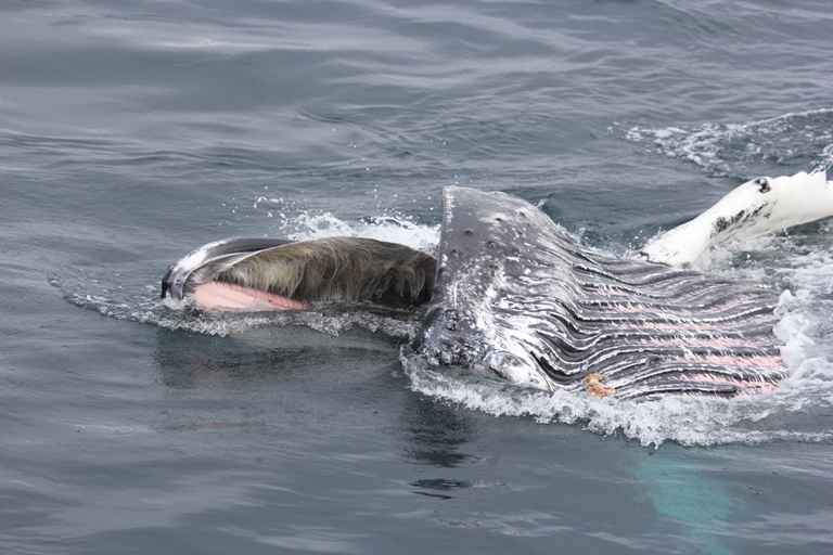 feeding humpback 